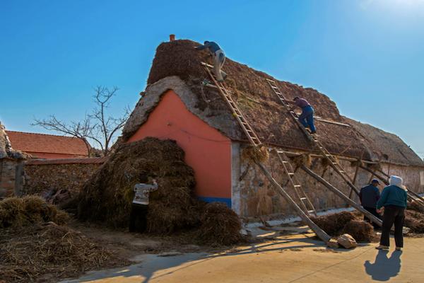 农村海草房建造视频,特色民居海草房冬暖夏凉
