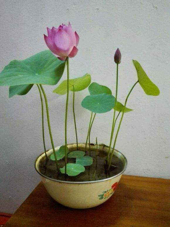 种碗莲放土的方法,碗莲一个盆水培方法全过程