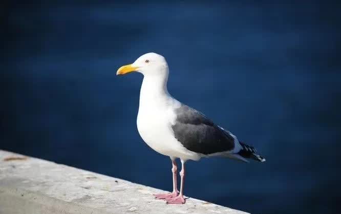 好的关系都是麻烦出来的文案,好的关系都是麻烦出来的评论
