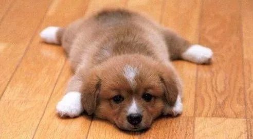 狗狗一直爱咬人怎么办,狗狗总喜欢咬人怎么办