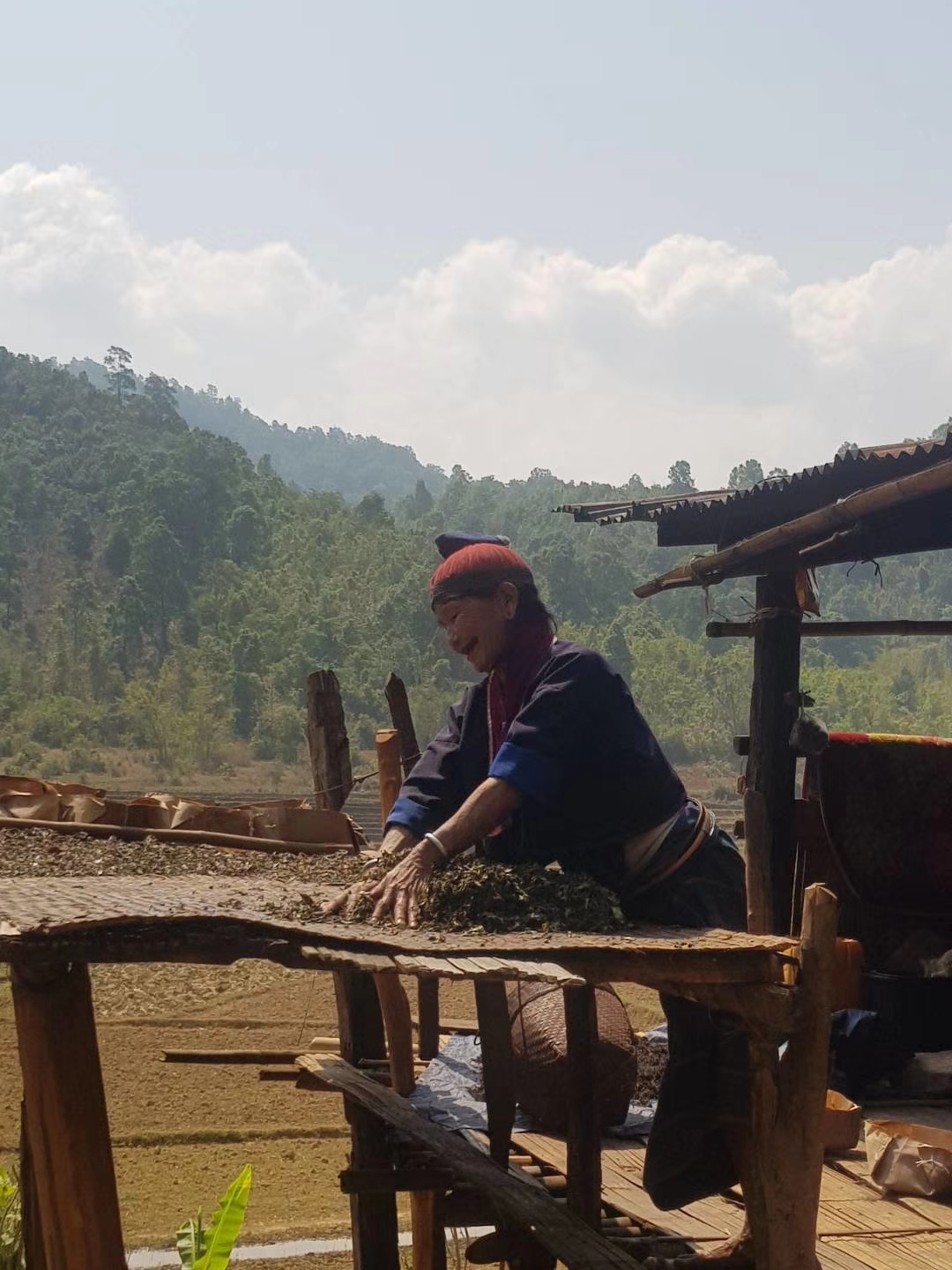 缅北做茶叶,缅北茶叶能喝吗