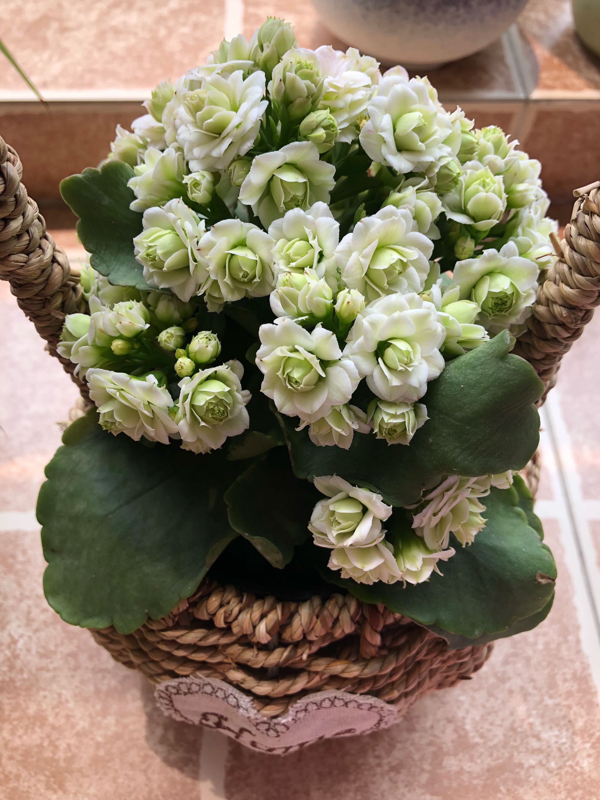 长寿花叶片又小又密集怎么办,长寿花叶子小而密开花少