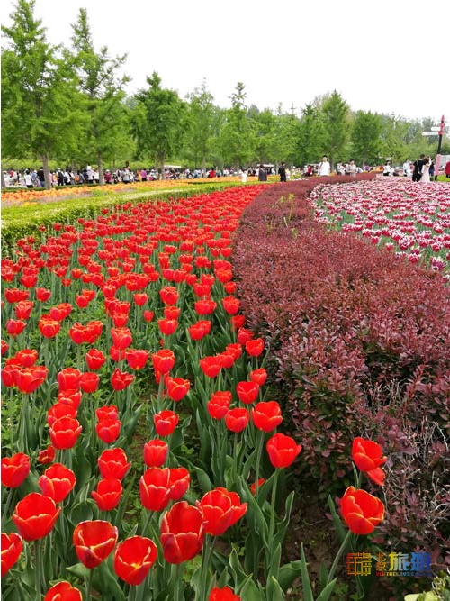 北京国际鲜花港游玩指南来啦！郁金香争奇斗艳，音乐喷泉令人震撼，云雾仙境如梦似幻！