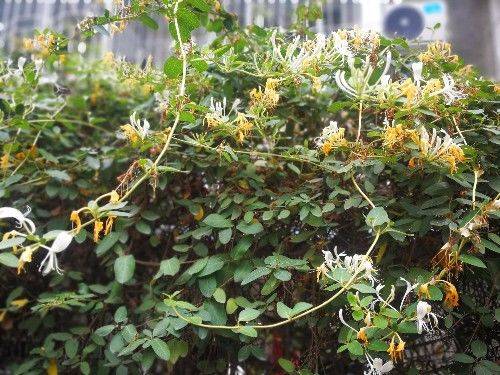 金花银花，因色、香、味、性俱佳，爬上枝头越过围栏，一看就喜欢