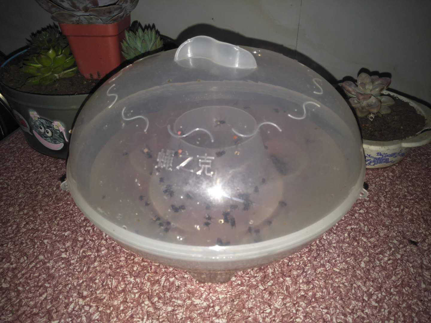 夏天来了院子的苍蝇,夏天来了农村蚊子多怎么有效解决