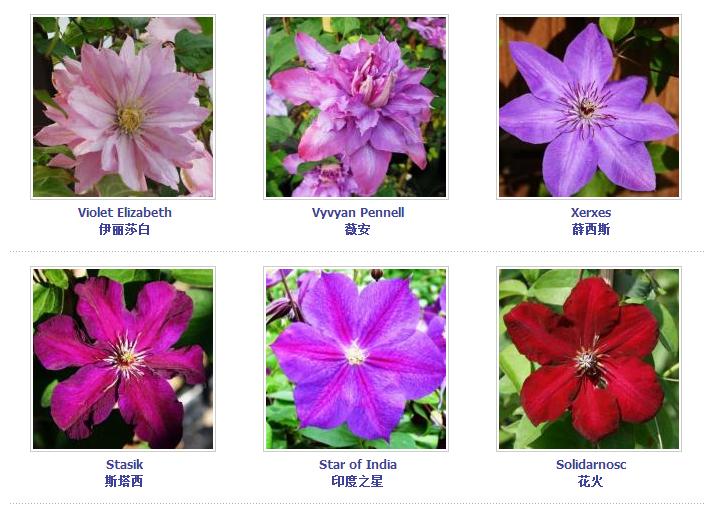 铁线莲爬藤花卉排名前十名,铁线莲哪个品种花最好看