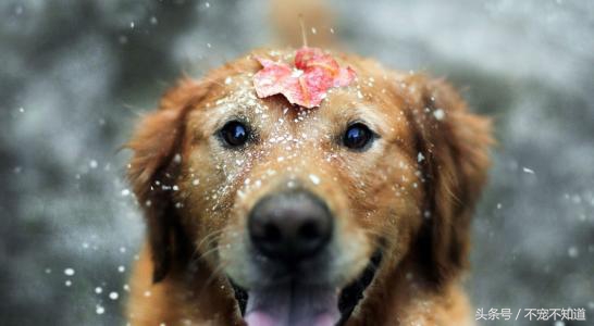 狗狗常见脚垫问题及护理要点,狗狗常见问题和解决方法