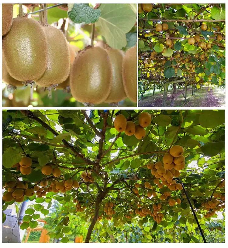 宝宝吃什么水果好消化营养最丰富,适合孩子吃的有营养的小众水果