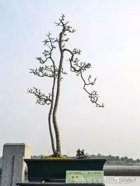 栀子花开美好如初,栀子花开花开盛夏