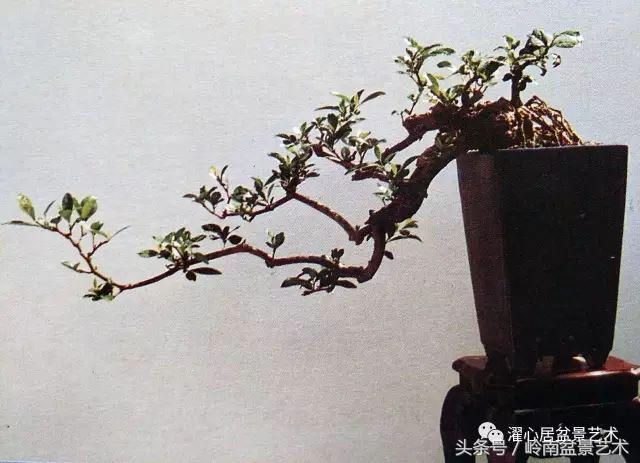 栀子花开美好如初,栀子花开花开盛夏