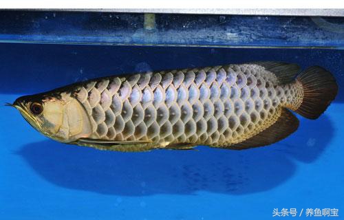 鱼的消化率能达到多少,鱼的消化与温度的关系