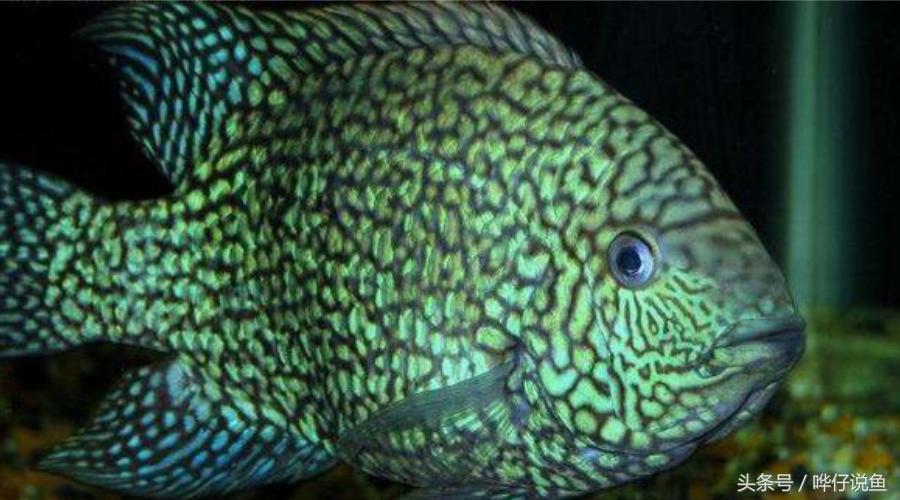 鹦鹉鱼爸爸妈妈跟孩子能一起养吗,鹦鹉鱼与罗汉鱼的区别