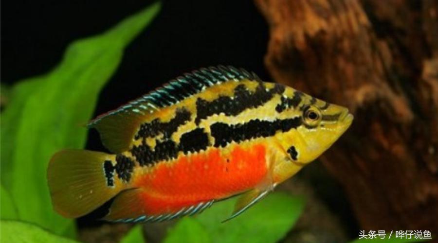 鹦鹉鱼爸爸妈妈跟孩子能一起养吗,鹦鹉鱼与罗汉鱼的区别