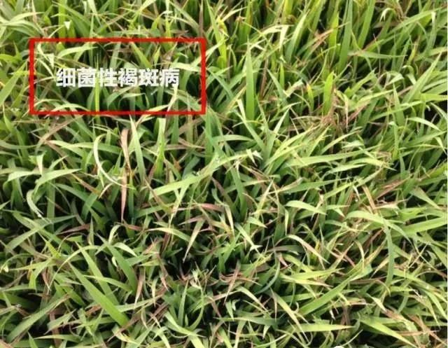 水稻红叶子怎么回事用什么药,水稻秧苗红尖怎么回事