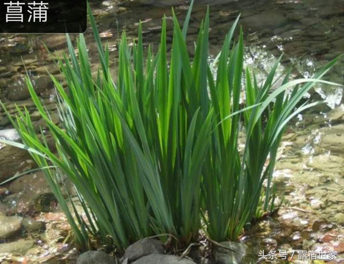 有治头晕耳鸣的西药没有,用菖蒲塞耳内能治耳鸣吗