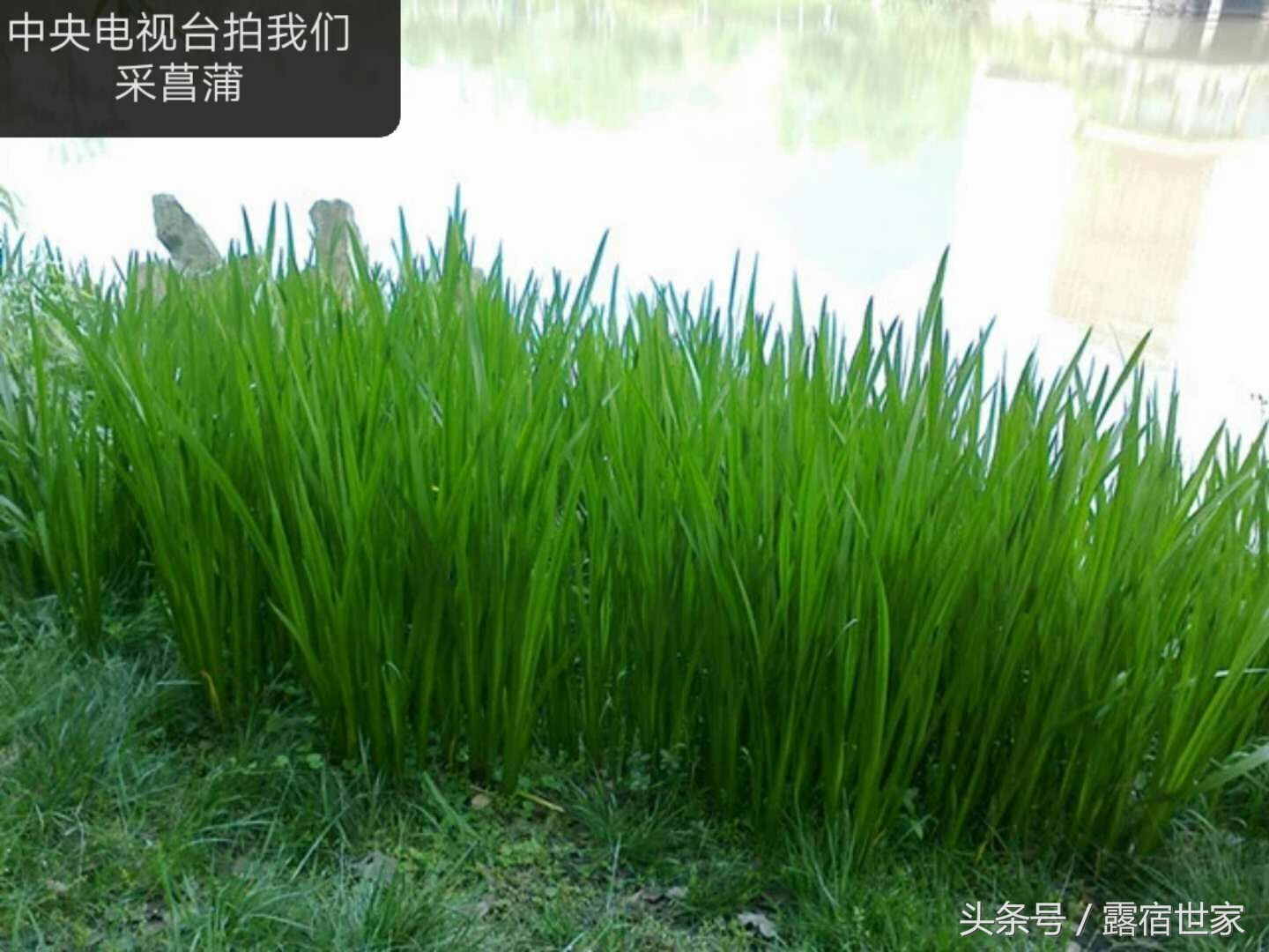 有治头晕耳鸣的西药没有,用菖蒲塞耳内能治耳鸣吗