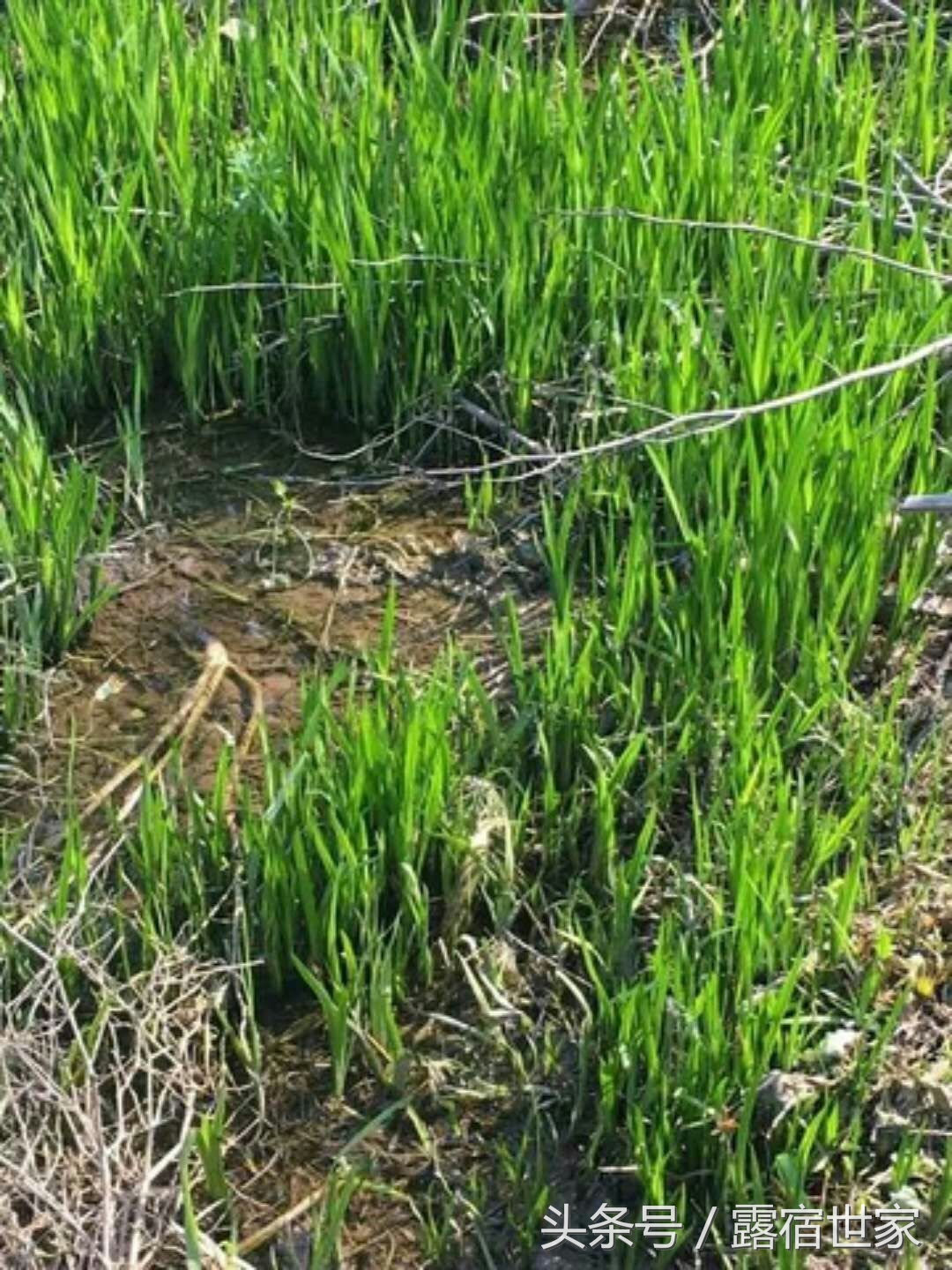 有治头晕耳鸣的西药没有,用菖蒲塞耳内能治耳鸣吗