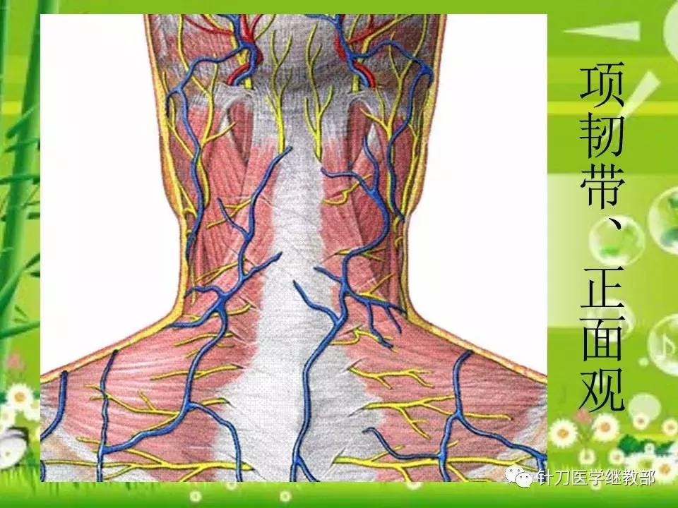颈椎肌肉损伤用小针刀治疗,针刀治疗颈椎导致神经损伤