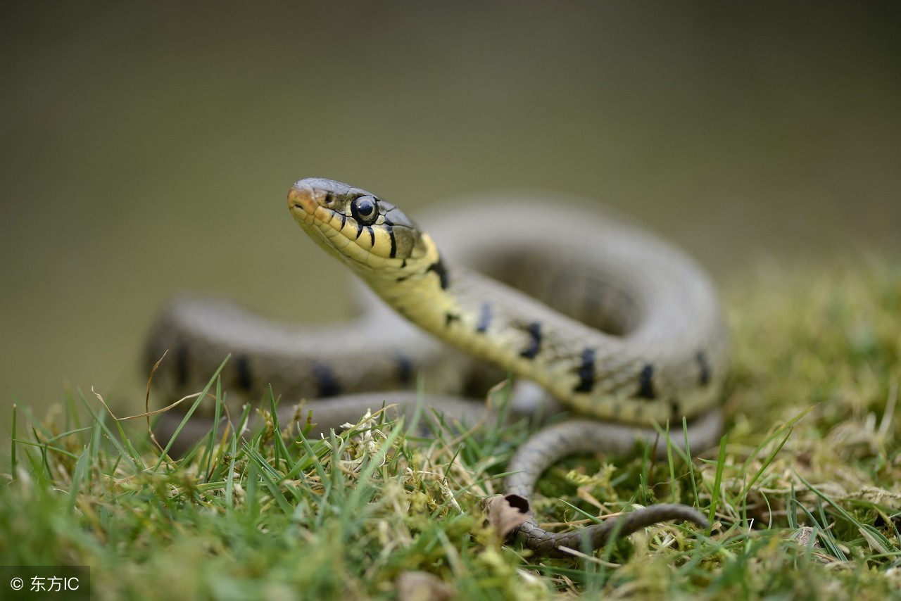 有个规矩家蛇绝对是不能打死，老人是绝对很相信这个的