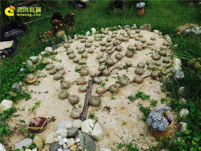 中国冰梅多肉植物原产地在哪,多肉植物原产地云南还是四川