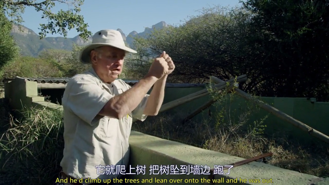 来自非洲的平头哥(蜜獾),一个要开挂的动物!