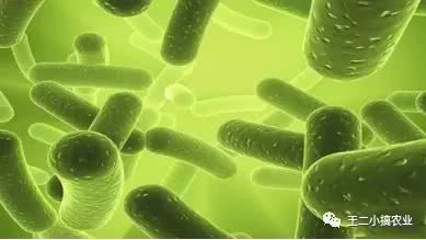 利用秸秆栽培食用菌,枯草芽孢杆菌发酵猪粪技术