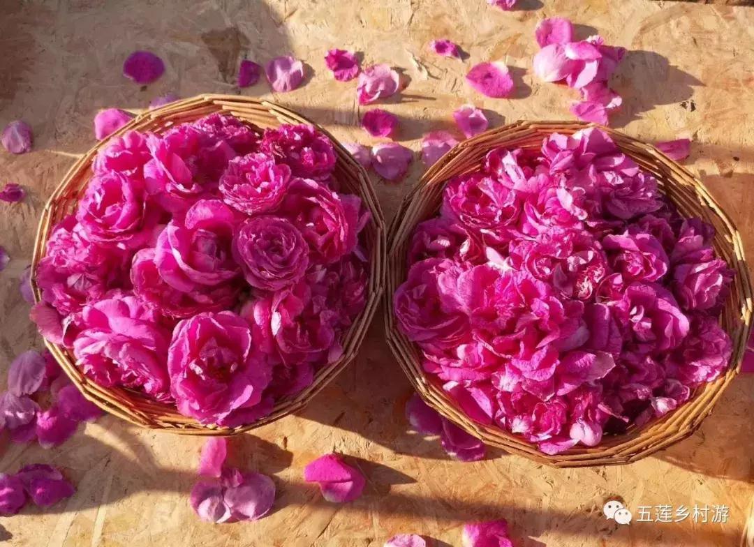 五月来西双版纳,适合五月旅行民宿