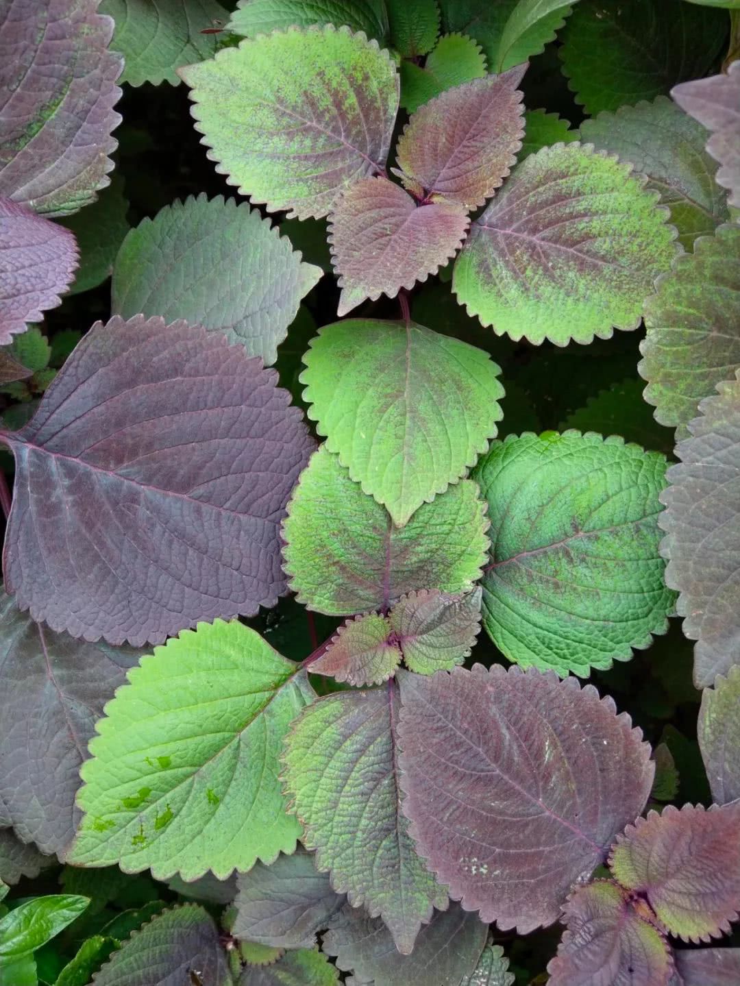 阳台盆栽香料,在家种什么香料好吃又实惠