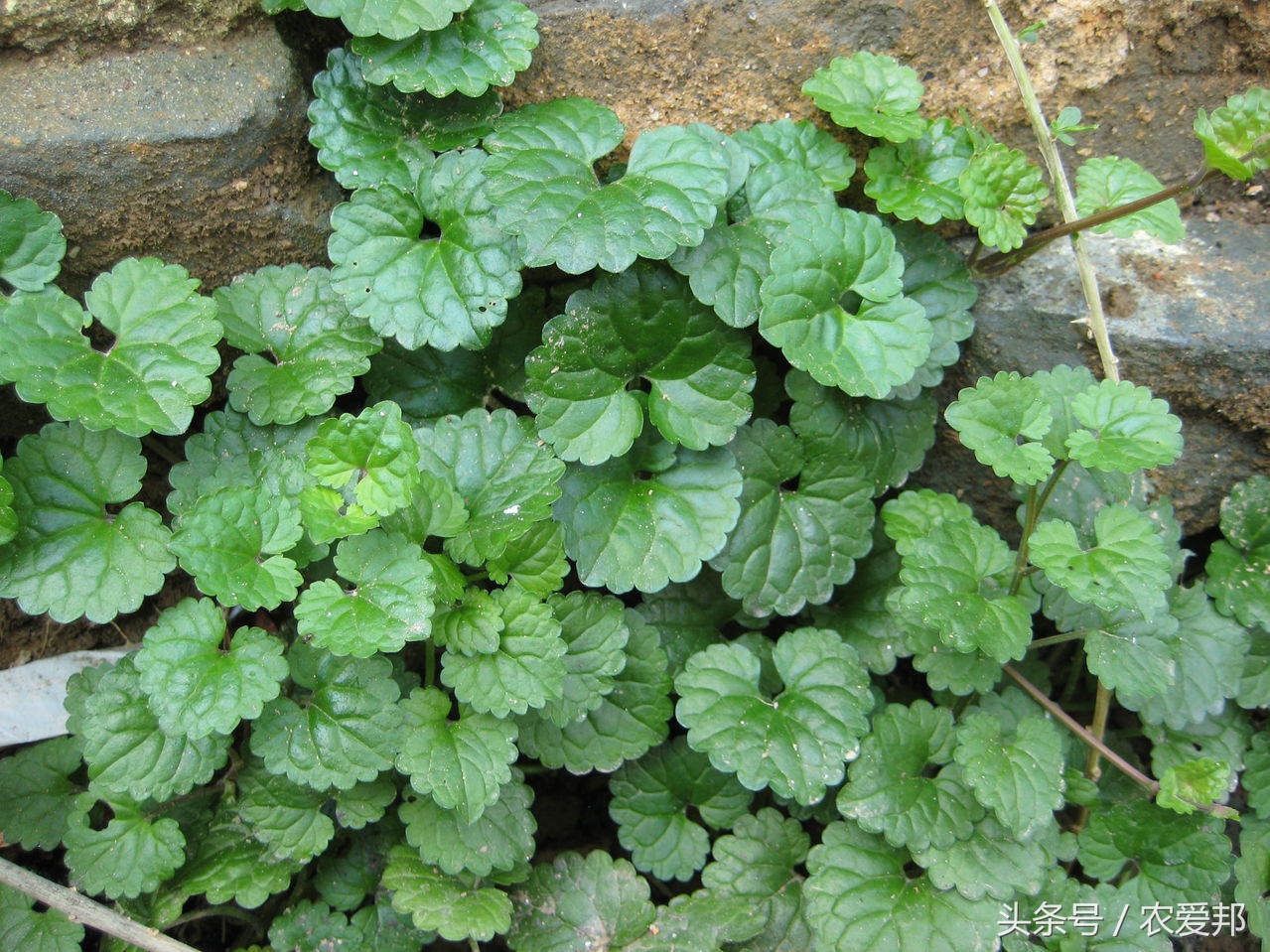农村的这种野草大家认识吗,农村常见的野草药有哪些