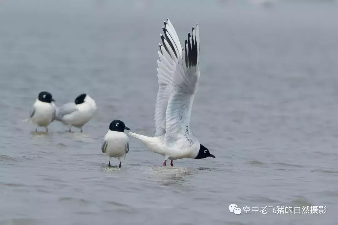 初夏时节，欣赏黑嘴鸥的浓情蜜意