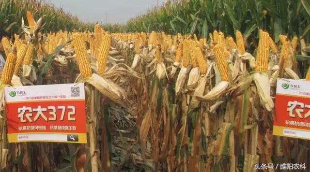 德美乐1992玉米品种审定公告,先赢311玉米品种国审审定公告