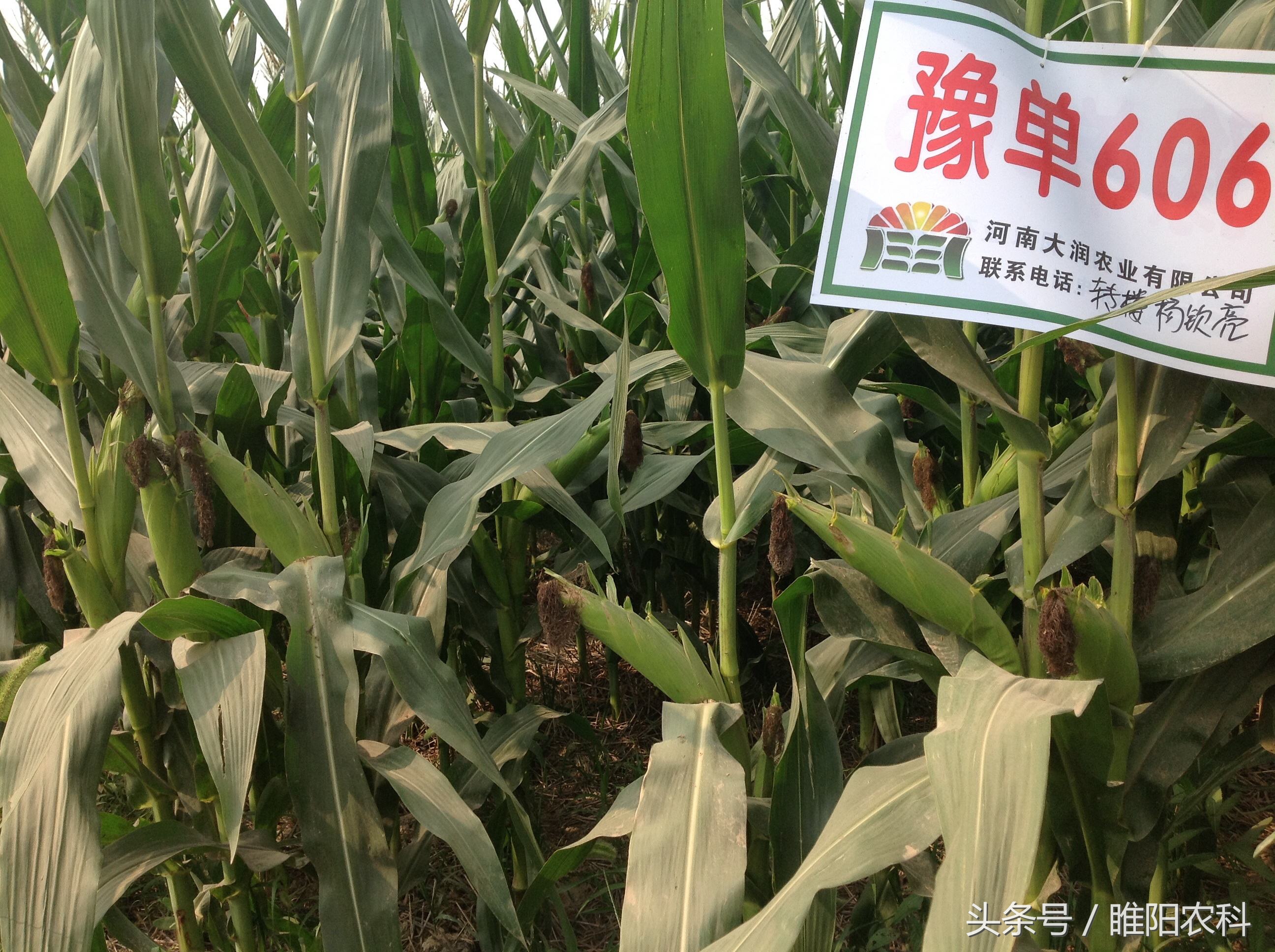 德美乐1992玉米品种审定公告,先赢311玉米品种国审审定公告