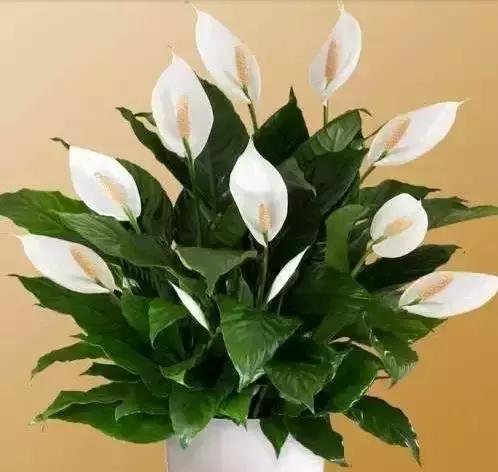 一帆风顺叶子发黄怎么解决,一帆风顺叶子发黄怎么办