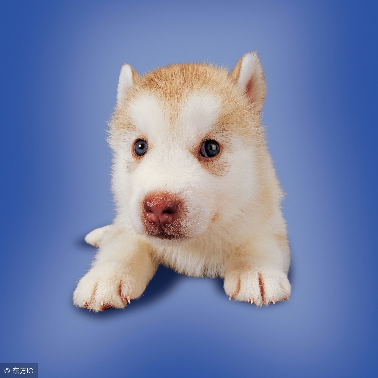 公犬发情期脾气暴躁攻击主人,狗狗遇到其他狗太兴奋如何训练