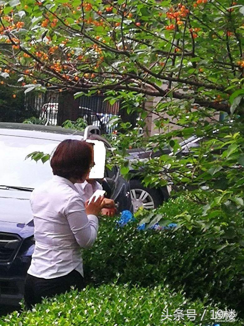 摘樱桃被骂,在小区里摘果子被业主制止还骂人