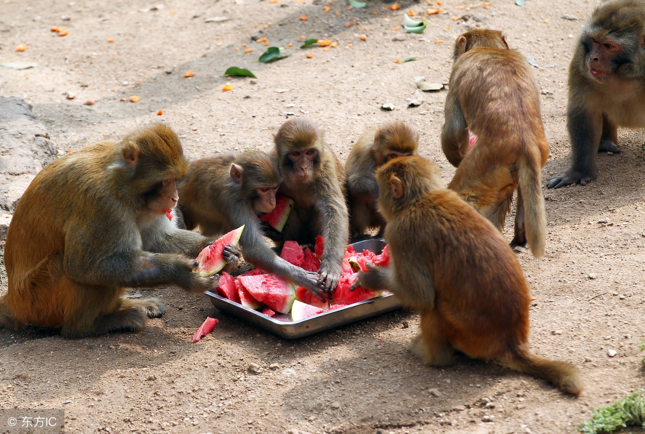 华山景区门票最新免费政策,陕西华山景区免门票了
