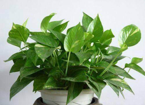 绿萝喝什么水爆盆最好,给绿萝加点营养