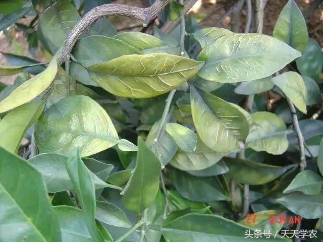 柑橘幼苗黄化怎么回事,柑橘幼树春梢突然黄化是怎么回事