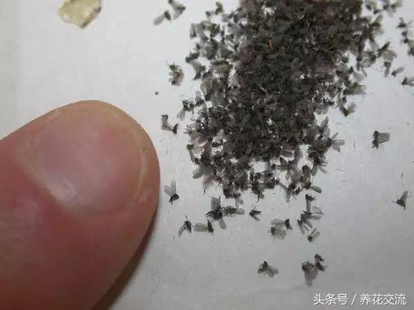 家里植物有小黑虫怎么处理,盆栽土壤里有小黑虫怎么办