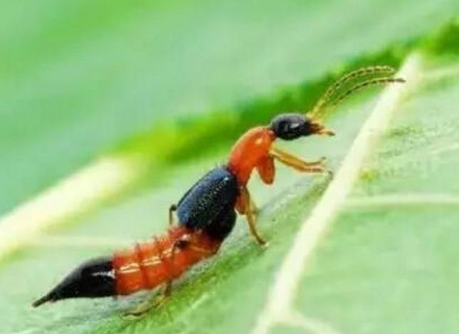 农村小伙摘菜被虫咬,湖南六旬老人被虫子咬了一口