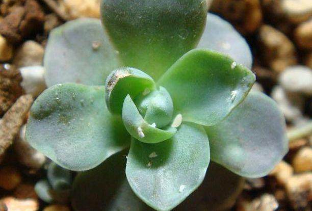 花土生小虫用什么办法杀虫,花卉生虫杀虫办法