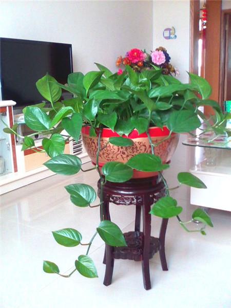 幸福的“烦恼”：绿萝长太长，太乱，2个办法解决！