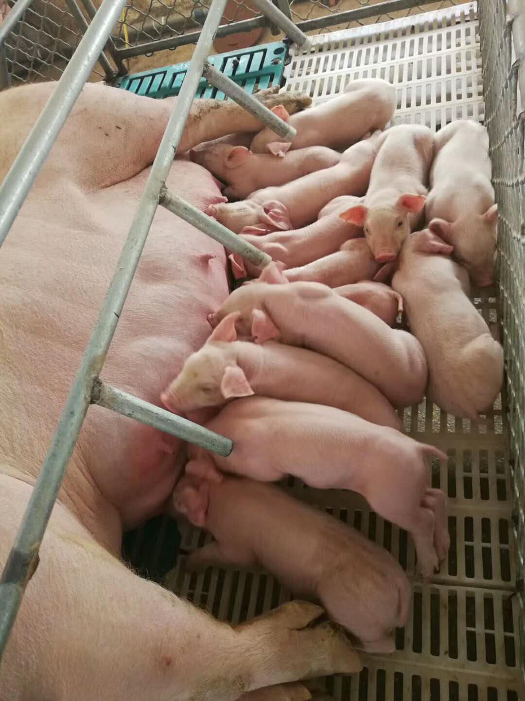 怎么检测母猪是否排卵,母猪早孕用什么方法检测最准