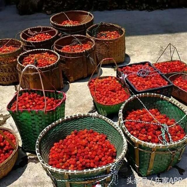 又到野生杨梅成熟的季节,又到了杨梅采摘季节