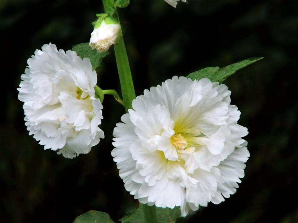 一个人身上透露这3个危险的信号,体内带毒是啥