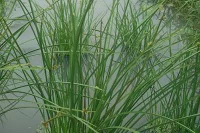 田间杂草及名称图片,地里杂草看不见实拍