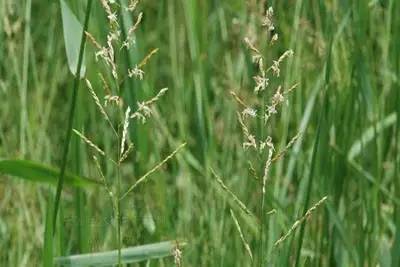 田间杂草及名称图片,地里杂草看不见实拍