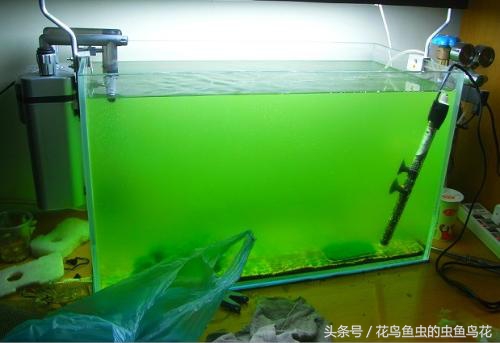 鱼缸养绿苔教程,鱼缸养绿苔方法