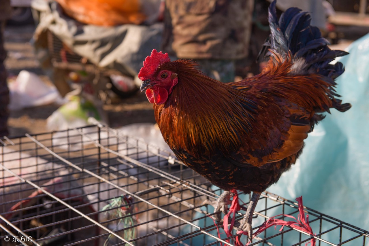 新手养鸡的销路,生态养鸡怎么打通销路