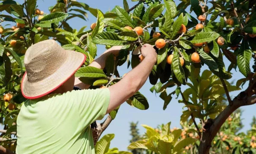 枇杷采摘季，一起去尝尝初夏的味道